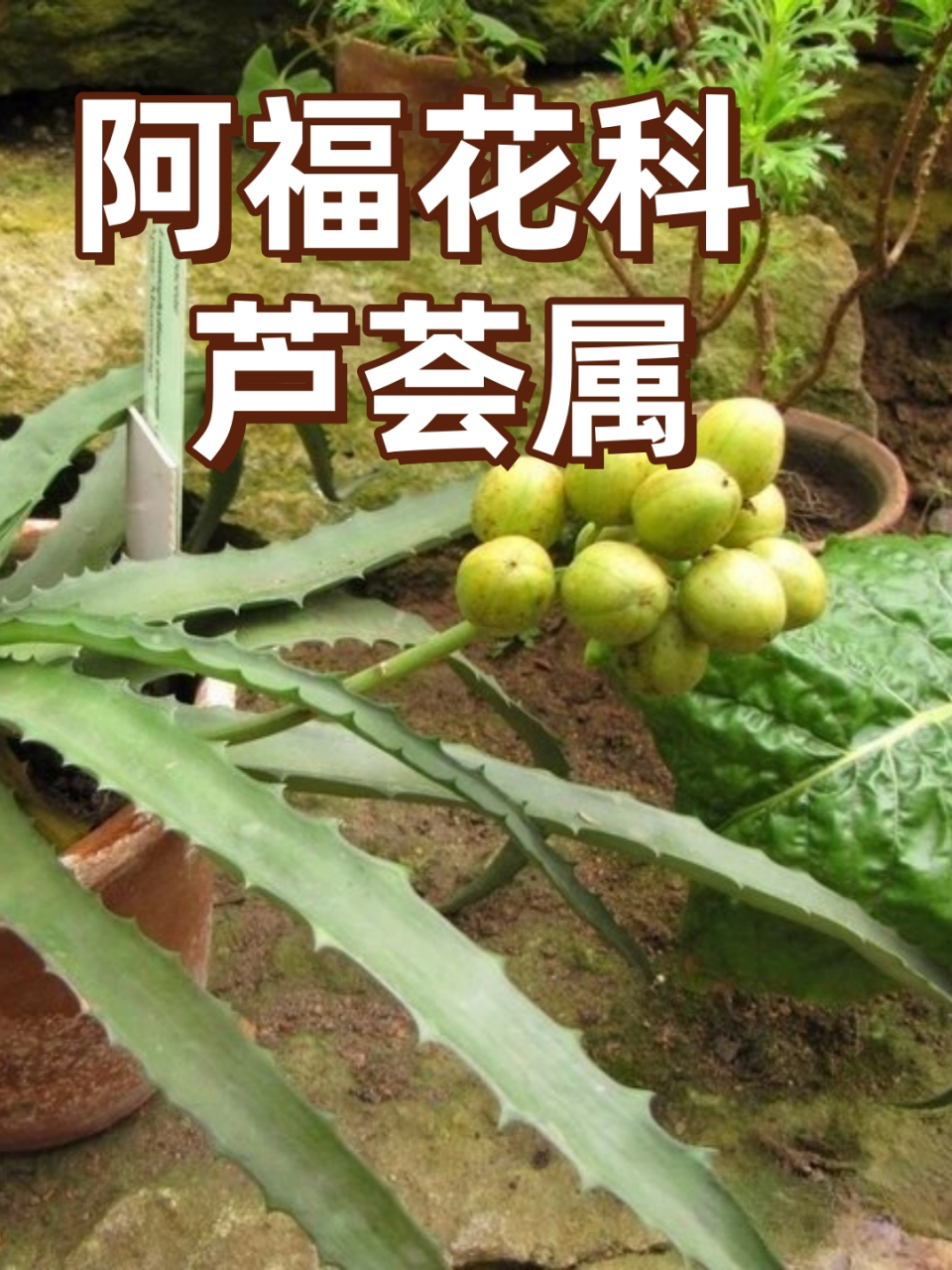 99今天我要带大家一起走进神奇的阿福花科芦荟属世界!
