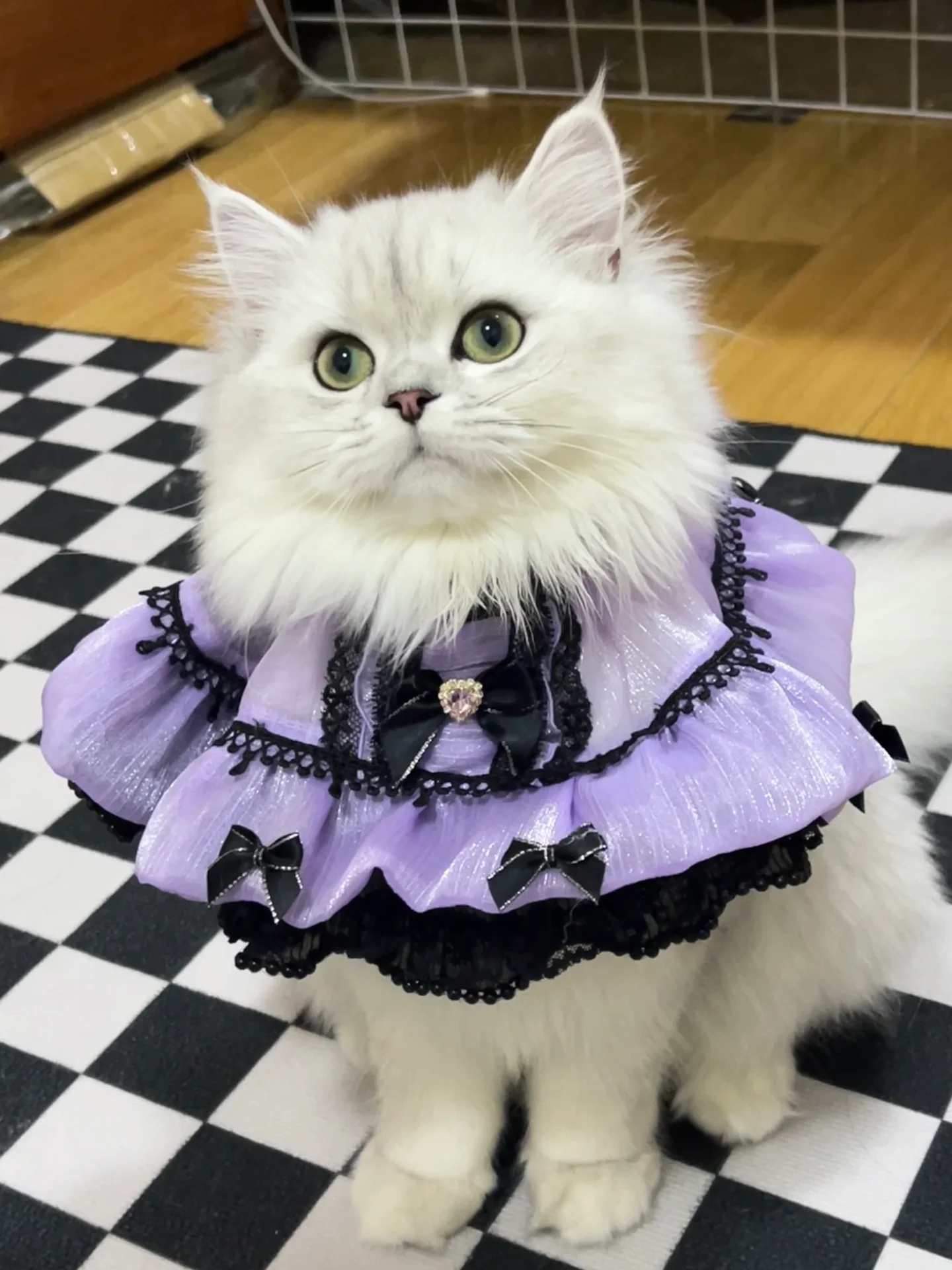 我闺蜜是个超级宠猫奴,她给猫猫买了好多好多衣服,每天都换着花样给