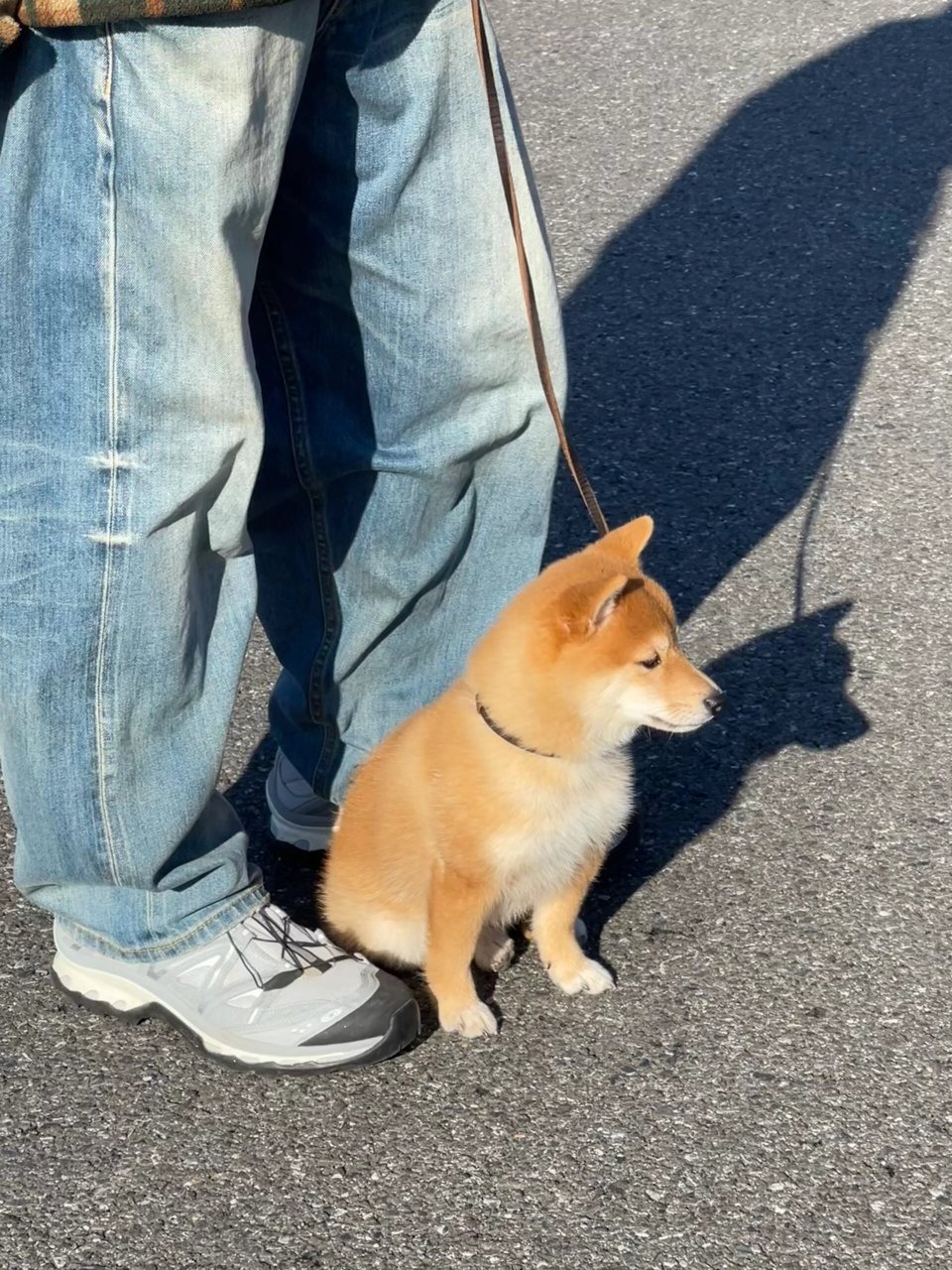 最小的柴犬图片