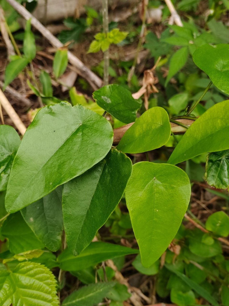 一种植物—粪箕笃  91学名:stephania longa lour  91别名:田鸡草