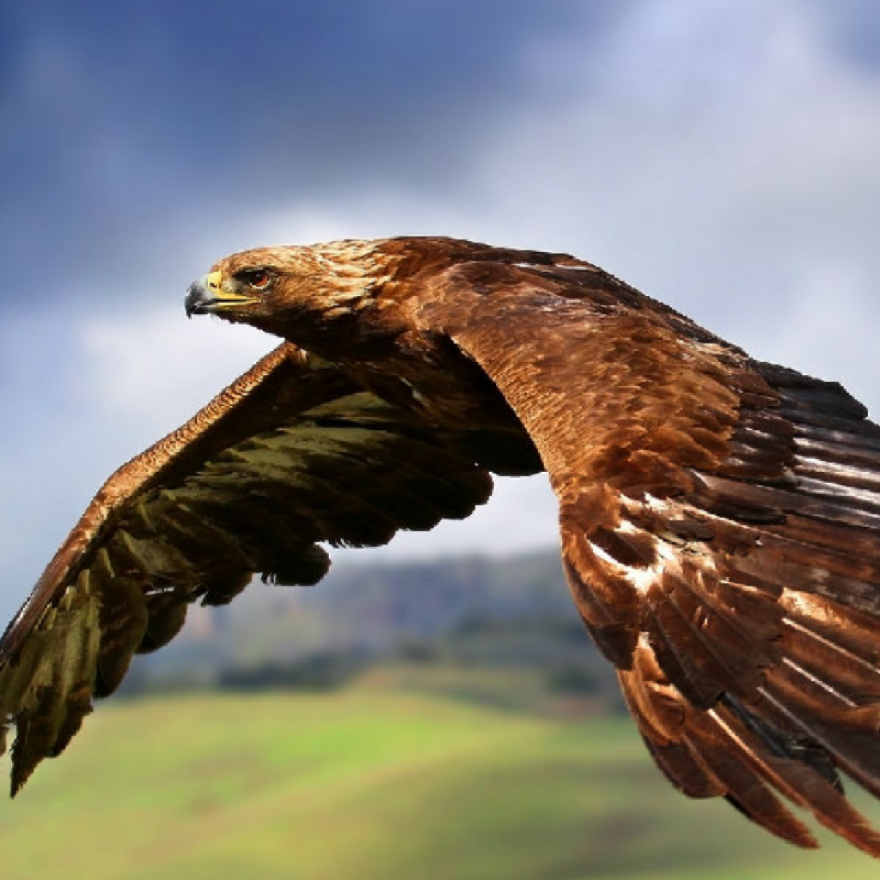 雄鹰展翅图片 雄鹰给我的感觉一直是自由,强大和无可匹敌的.