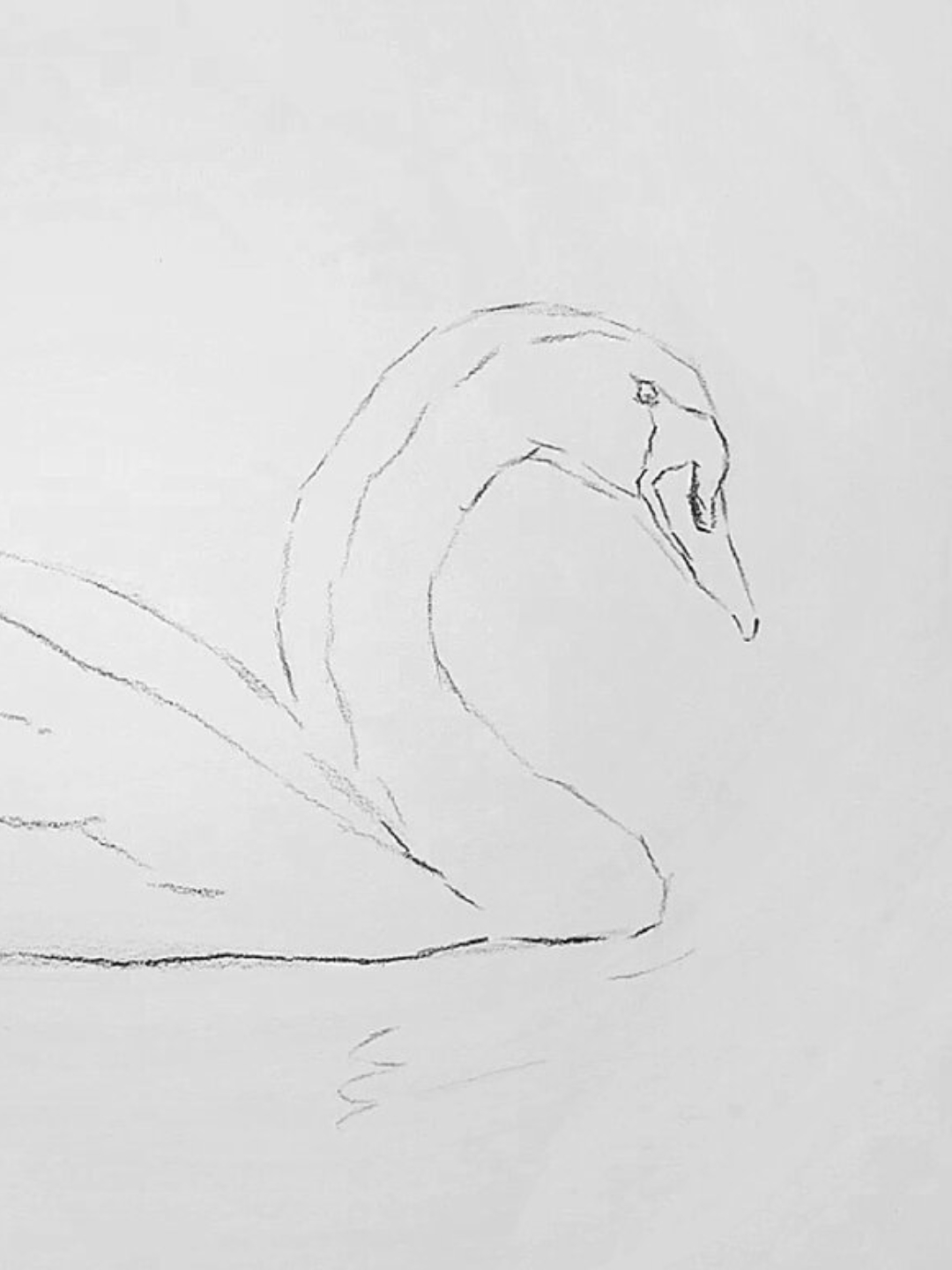 素描动物白天鹅 当我拿起.@怀蝶老师来教你的动态