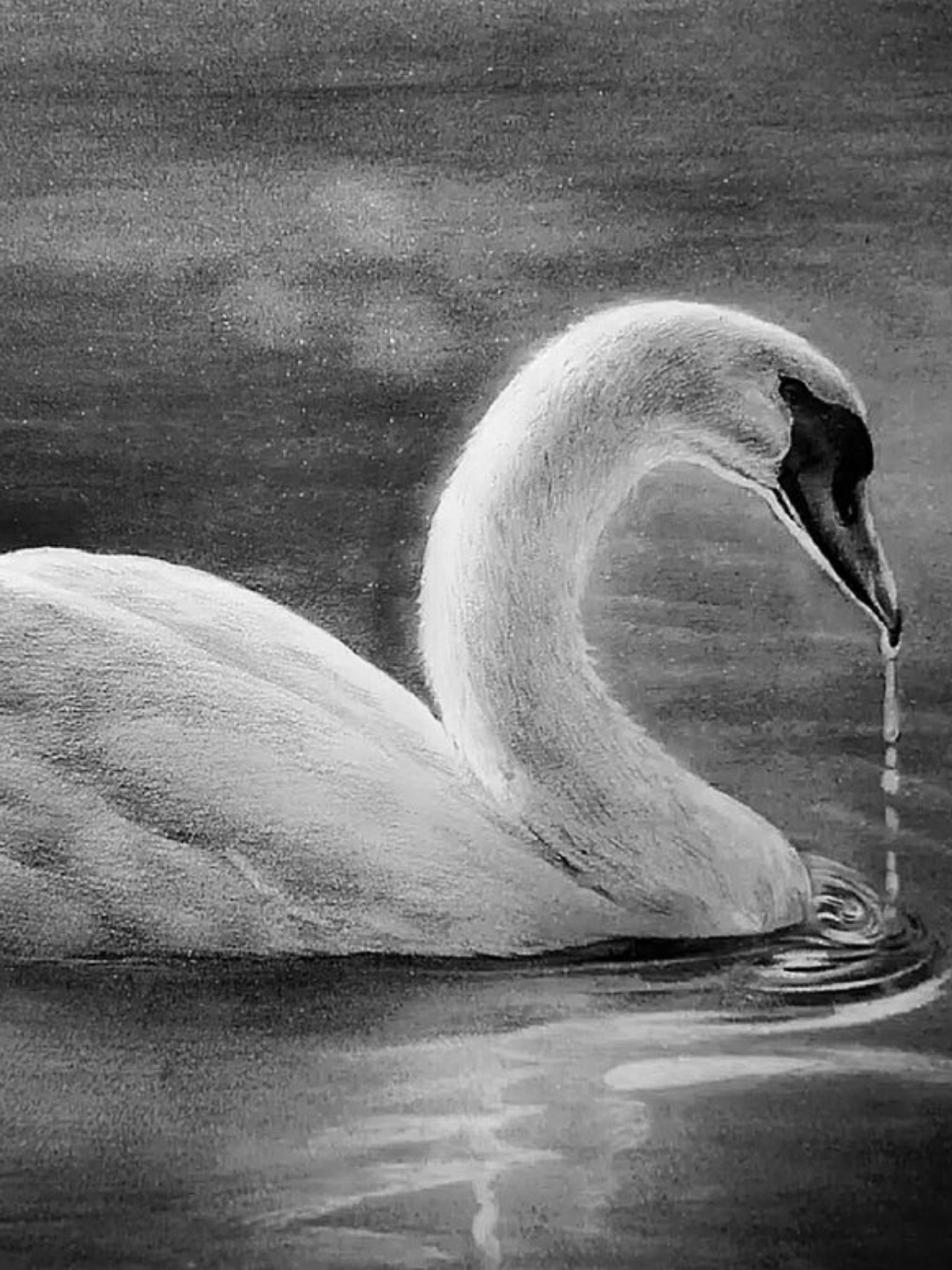 当我拿起素描笔,准备开始描绘这只美丽的白天鹅时