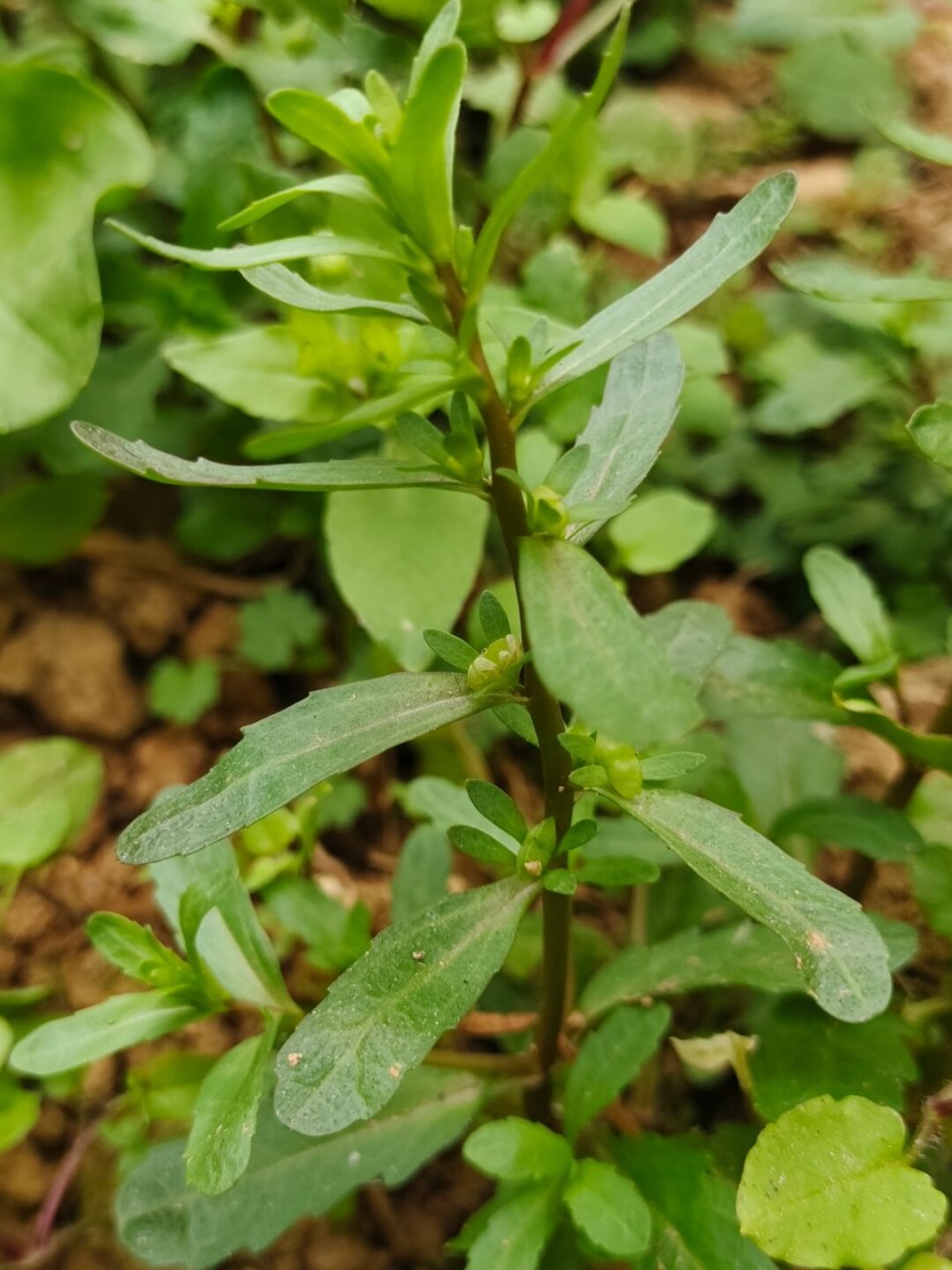 每天认识一种植物—蚊母草  91哈喽小伙伴们,今天来给大家介绍一种