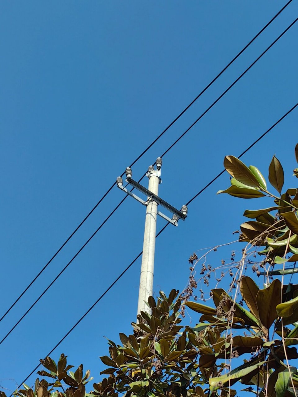 电线杆可是摄影构图的小神器呢!