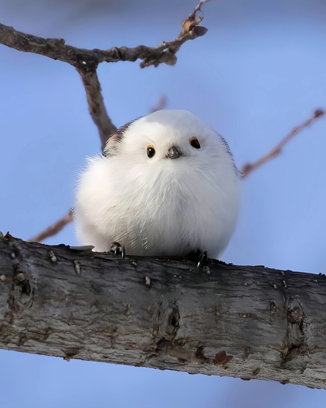 北长尾山雀在冬天会长出厚厚的绒毛  北长尾山雀,这种活泼可爱的小生