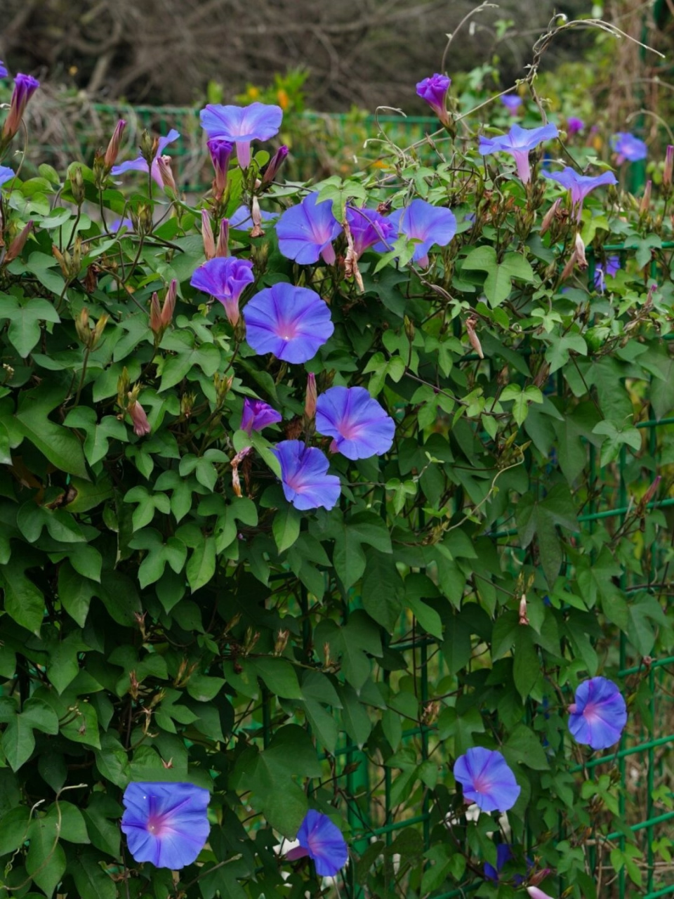 植物笔记你被牵牛花惊艳过吗