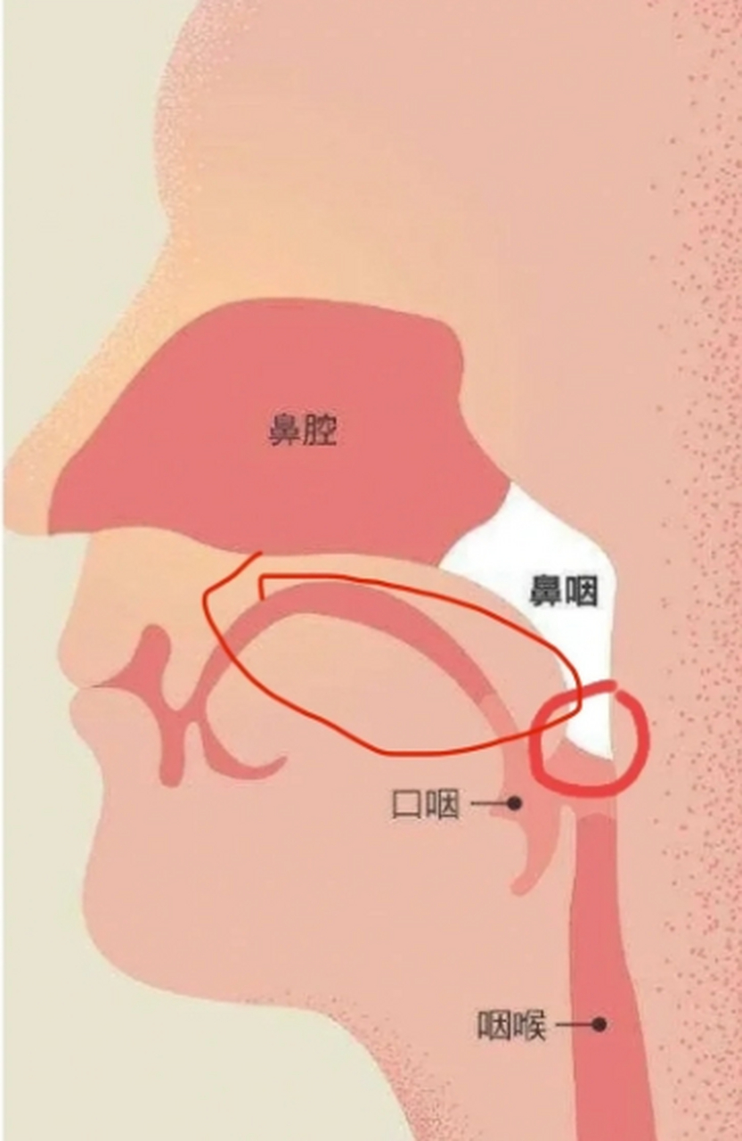 耳鼻喉相通图片图片