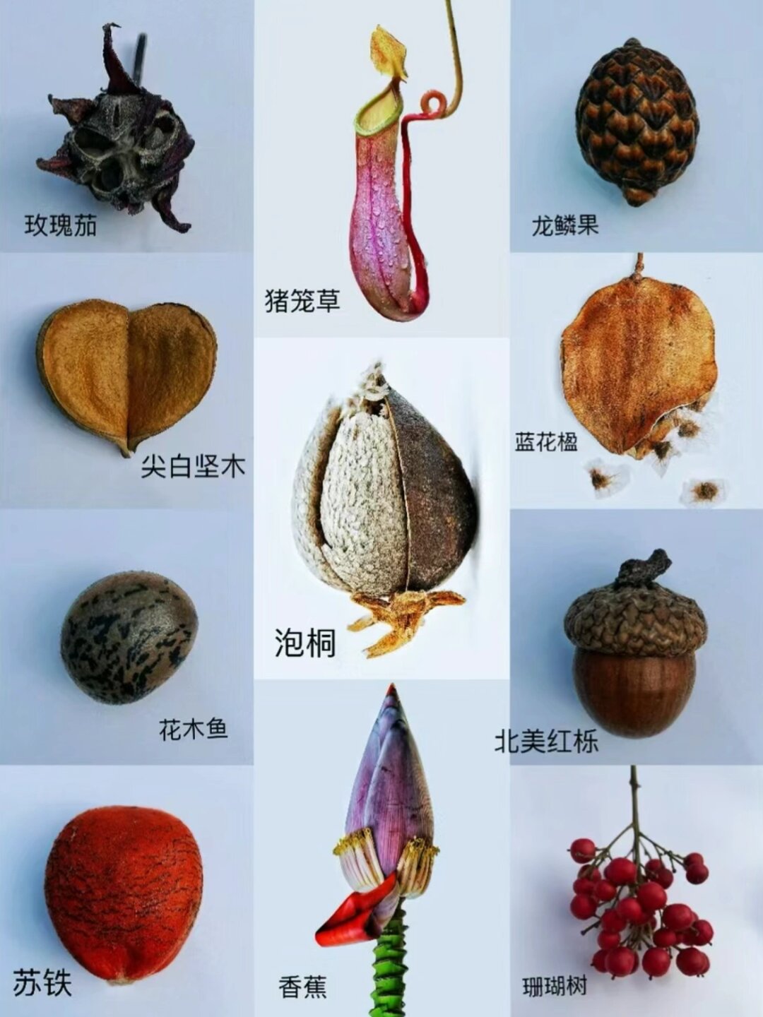 种子合集就像是一把打开自然之门猪笼草种子长在什么位置不同种类种子