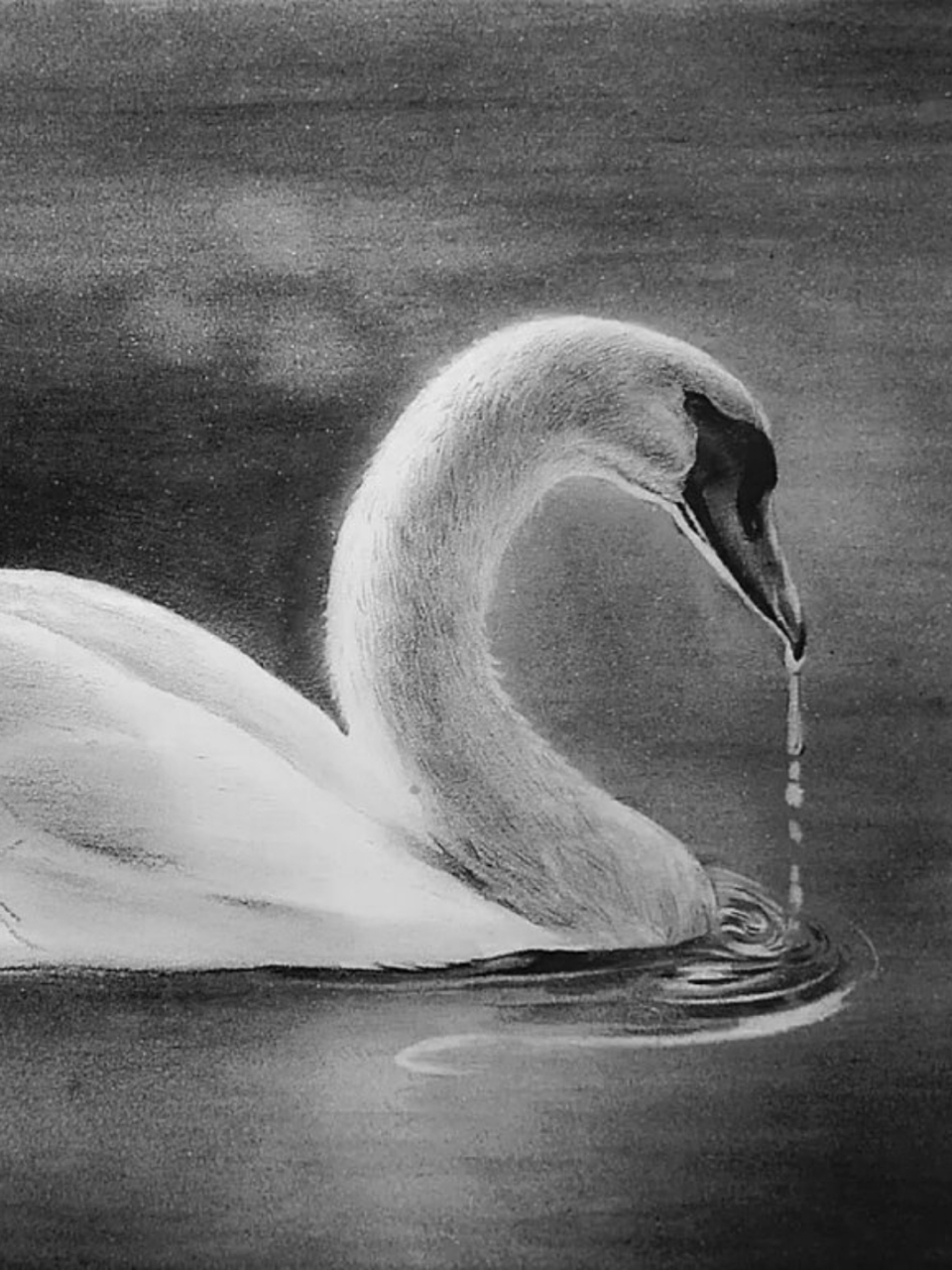 素描动物白天鹅  当我拿起素描笔,准备开始描绘这只美丽的白天鹅时