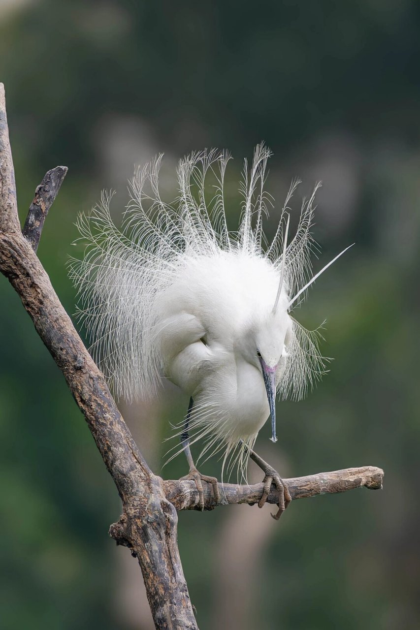 白鹭开屏   06白鹭开屏,那一刹的惊艳,仿佛是大自然亲手绘制的一幅