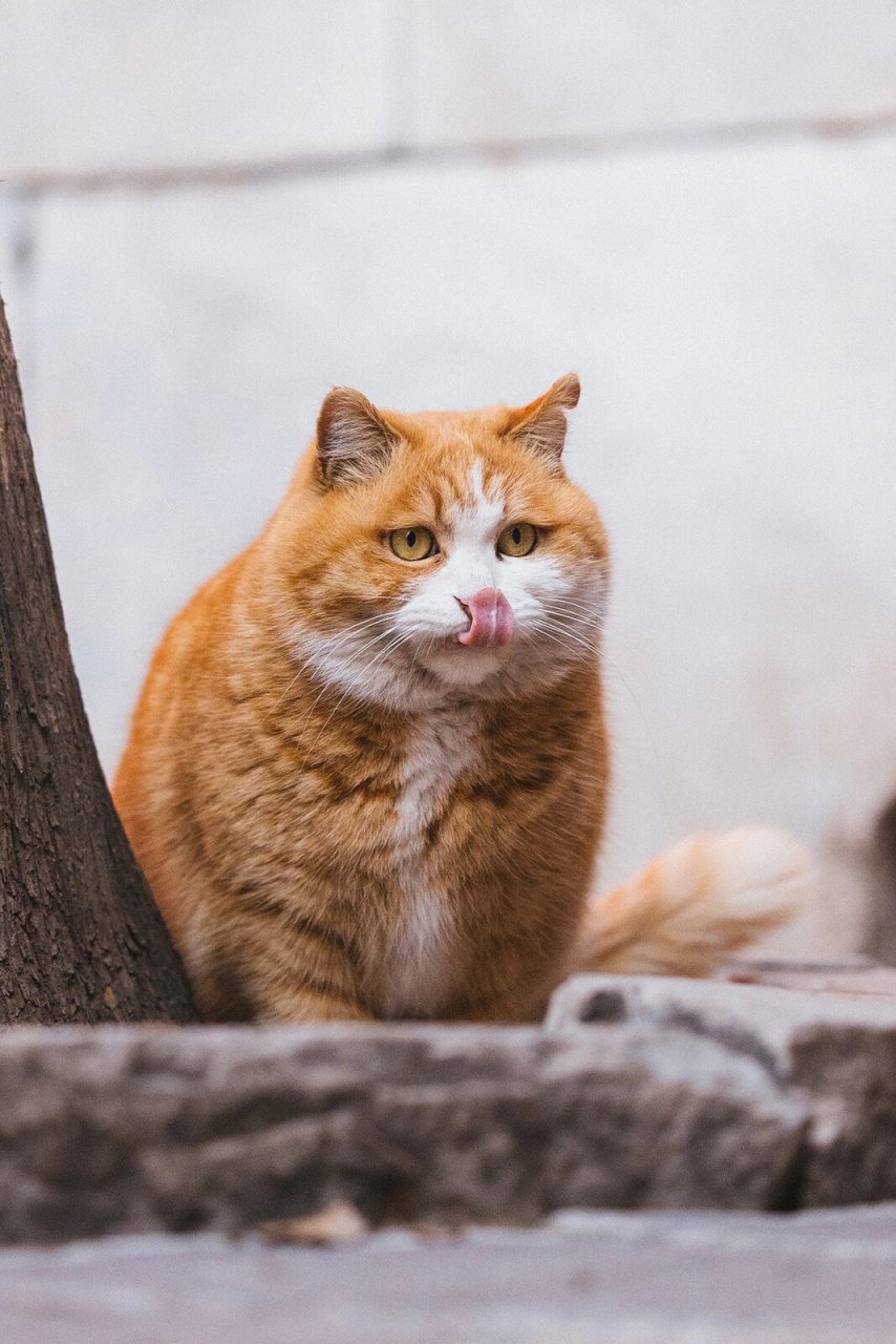 但我可是方圆百里最可爱的小猫咪~  我喜欢在故宫的红墙黄瓦间自由穿