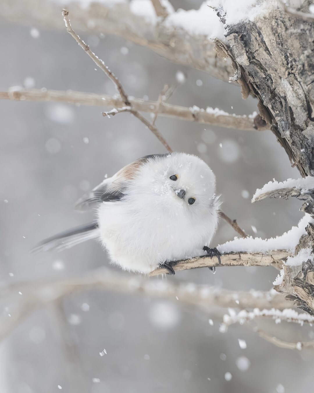 北长尾山雀在冬天会长出厚厚的绒毛  北长尾山雀,这种活泼可爱的小