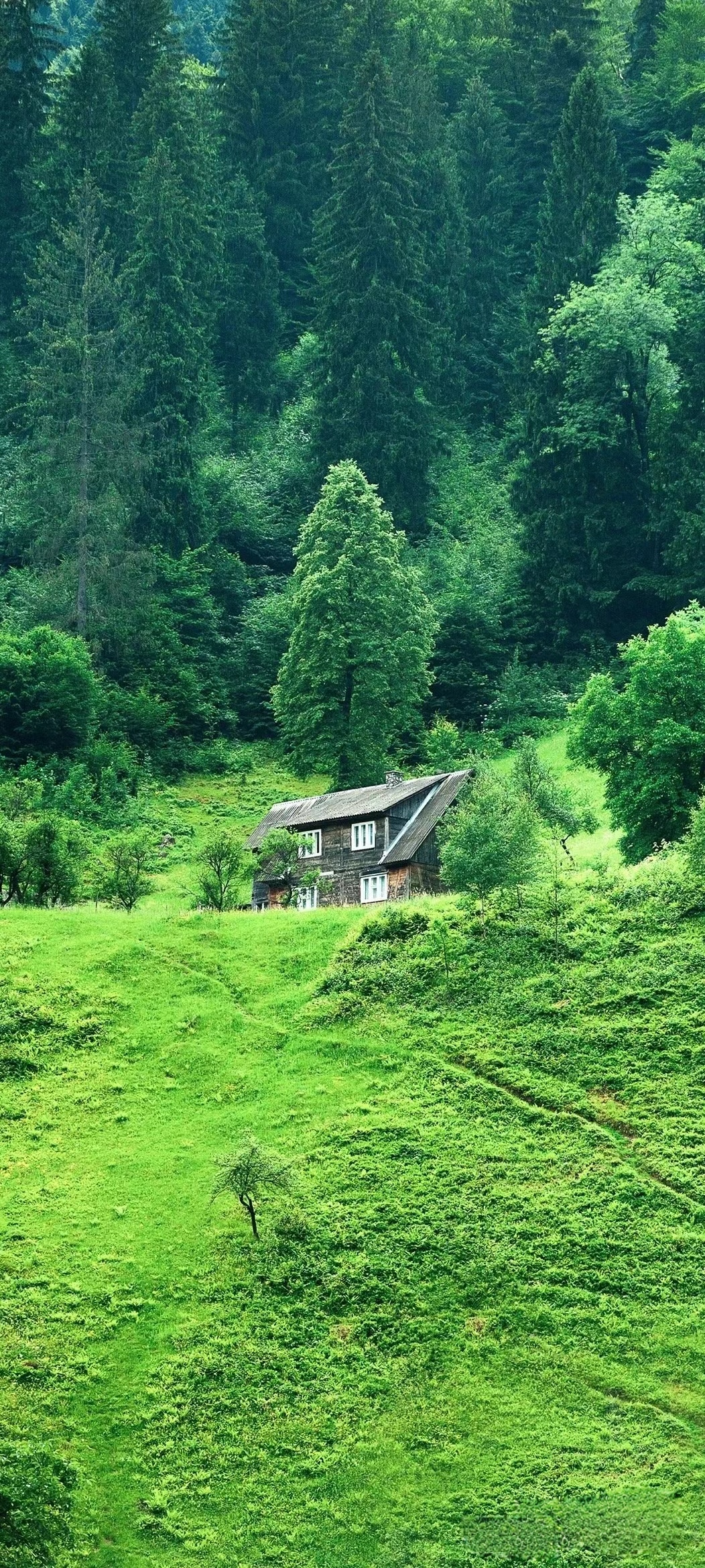 聊天背景图片绿色护眼