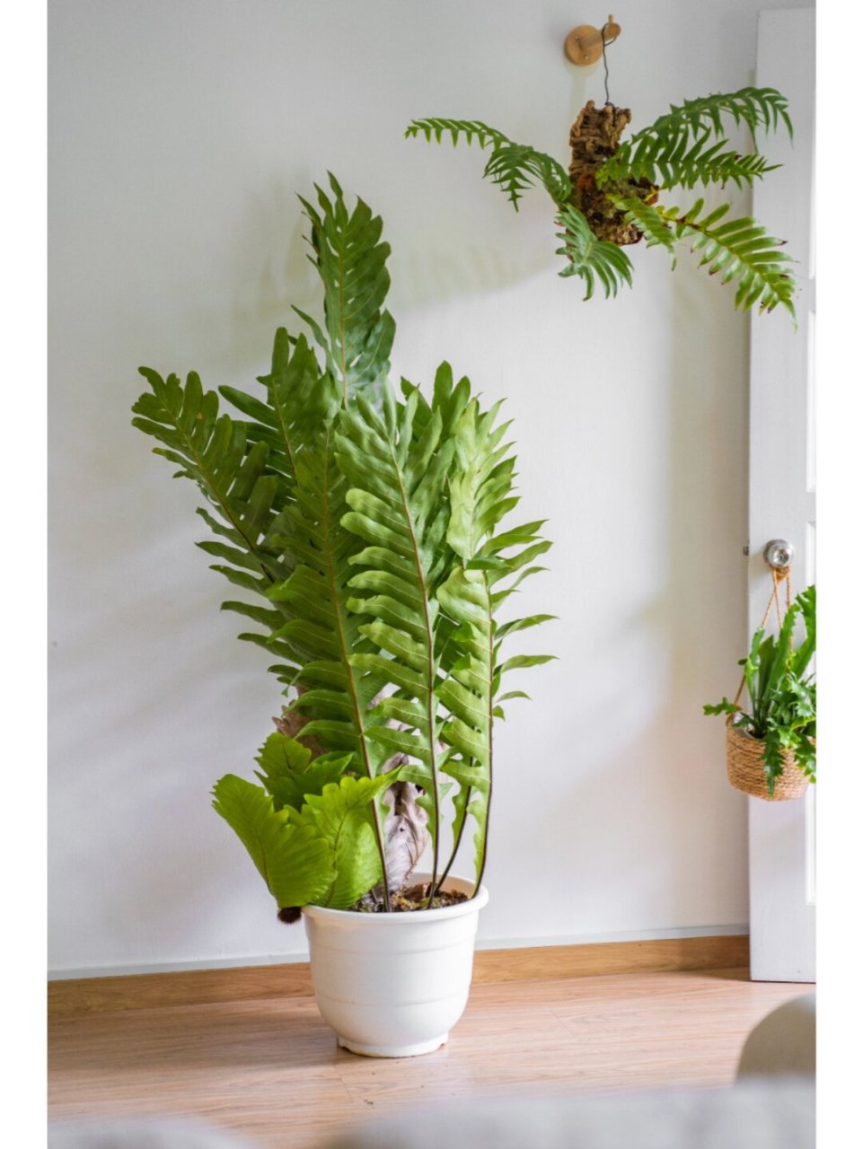 9997  栎叶槲蕨,听起来就很有特色吧?