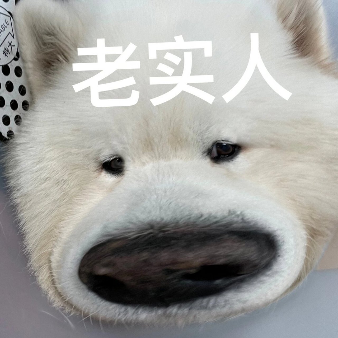 😄无论是开心,难过还是逗比的时刻,小狗表情包都能完美表达我们的