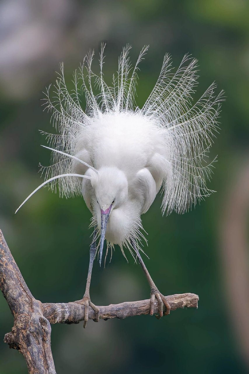 白鹭开屏   06白鹭开屏,那一刹的惊艳,仿佛是大自然亲手绘制的一幅