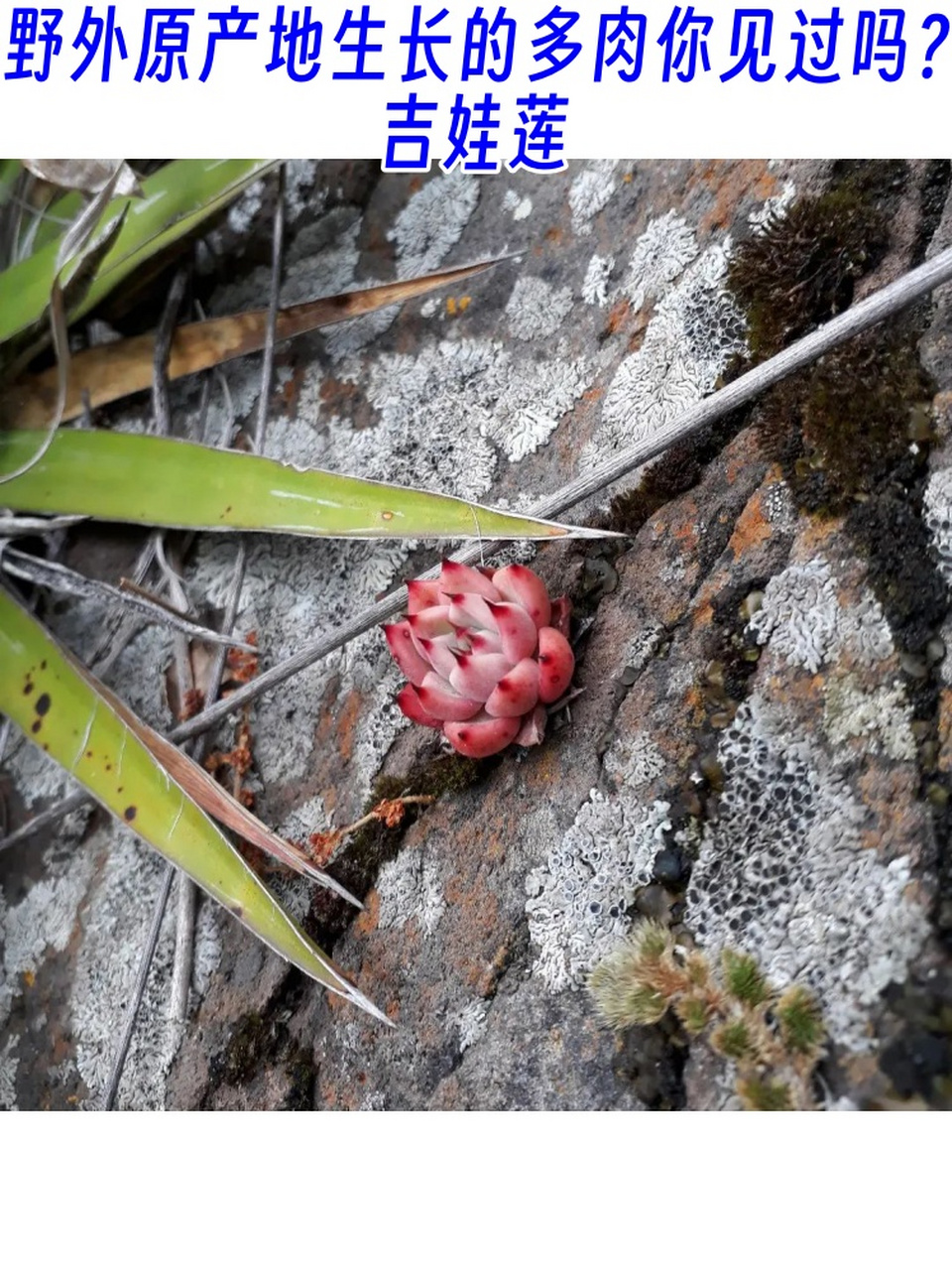 野外原产地生长的多肉你见过吗?