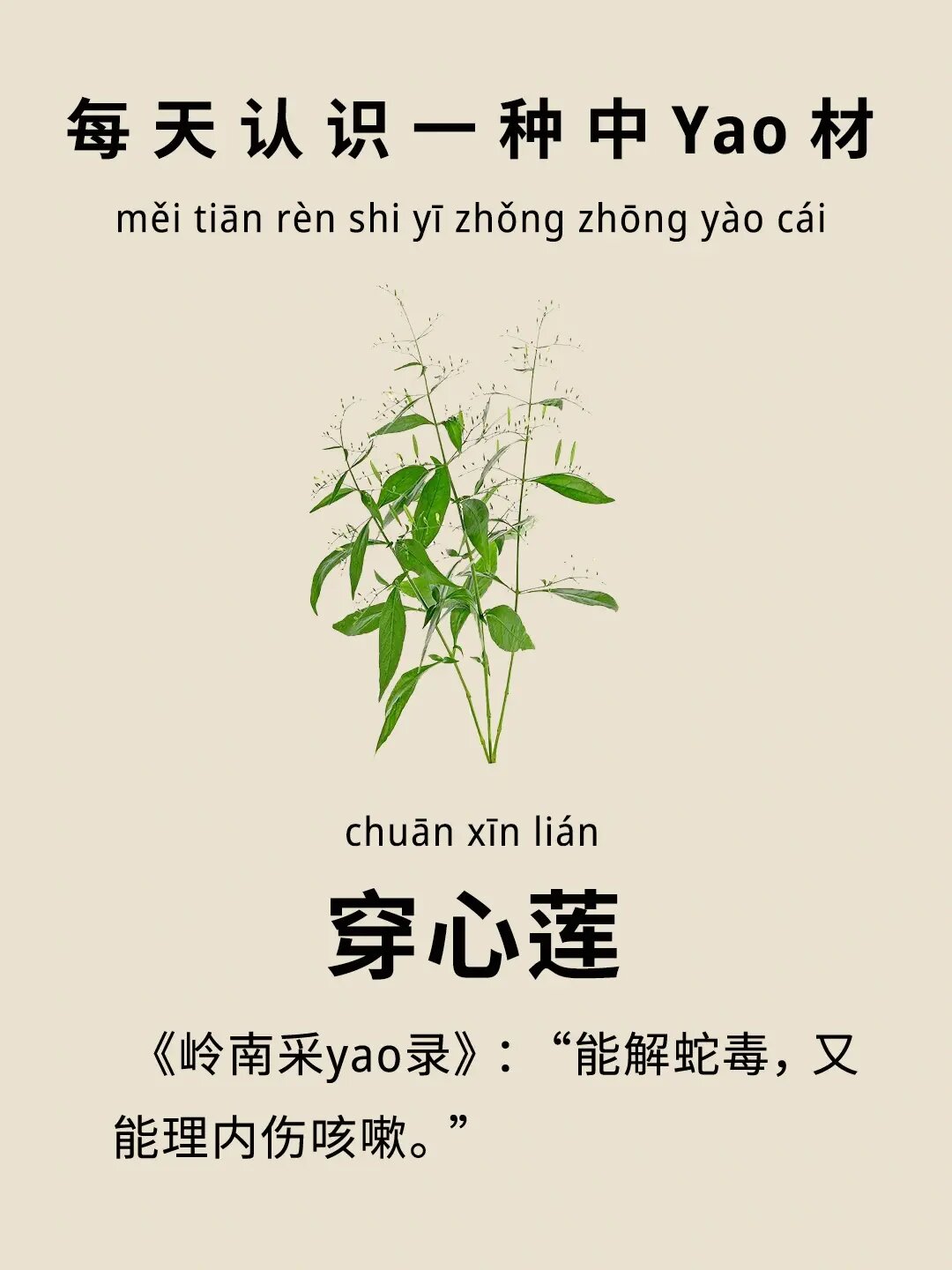 别名一见喜金香草 产地主产于广东广西