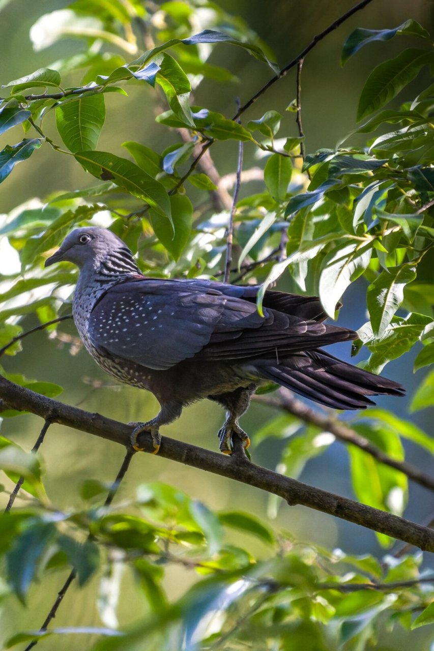 点斑林鸽有着一身洁白的羽毛,上面点缀着美丽的斑点,就像穿着一件