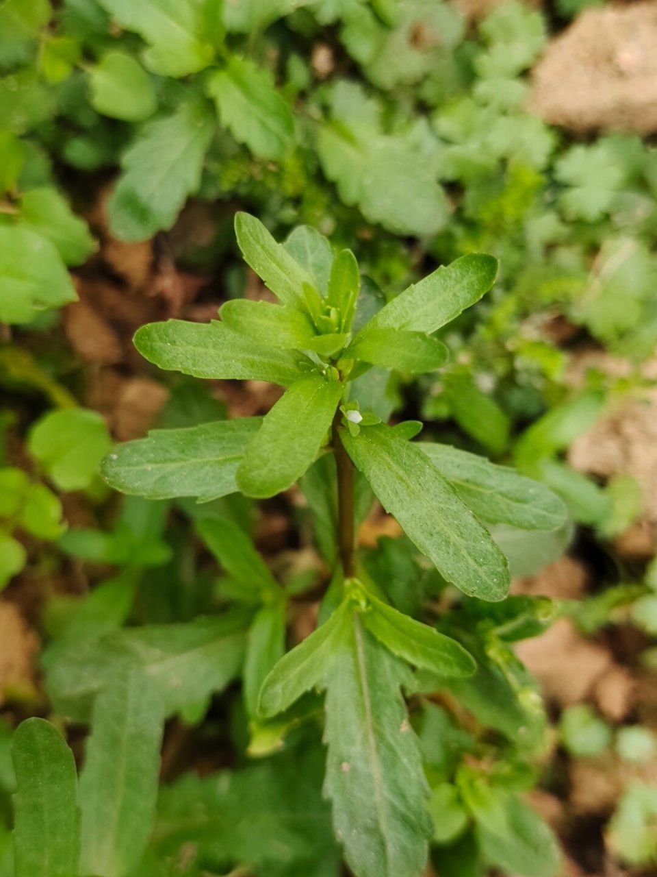 每天认识一种植物—蚊母草  91哈喽小伙伴们,今天来给大家介绍一种