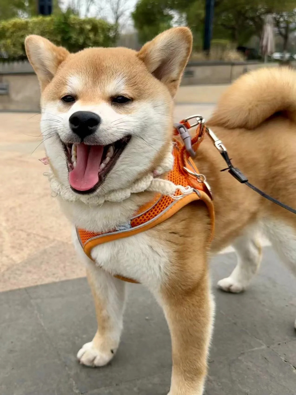 我是一只爱笑的柴犬,大家都很喜欢我的笑容,说我的笑可以治愈人心