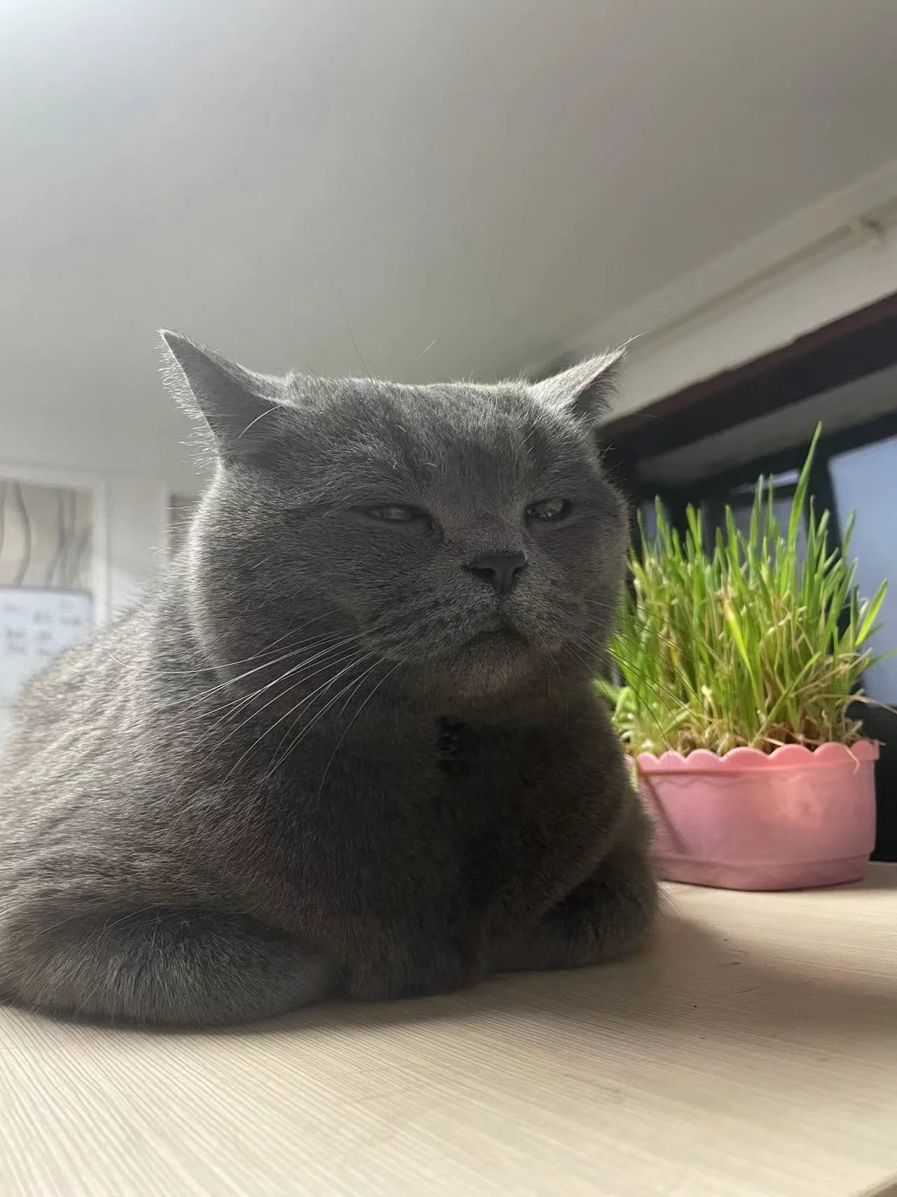 每次我去,这只小家伙总是对我摆出一副不屑的眼神,好像在说:"你谁 ??