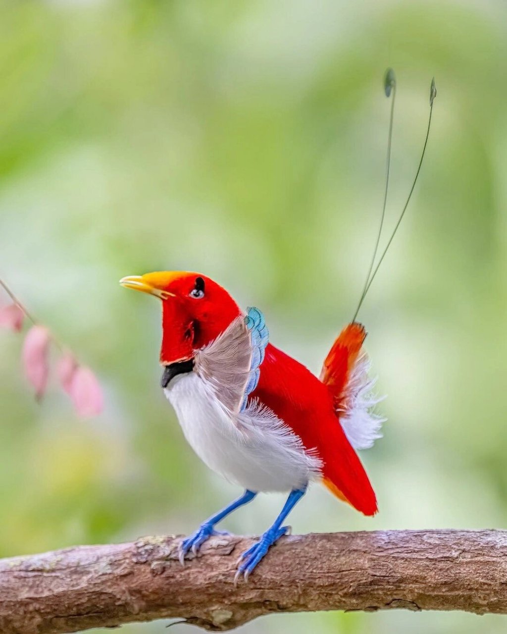 王极乐鸟禀性特异  王极乐鸟不仅拥有华丽丽的羽毛,而且它们的行为