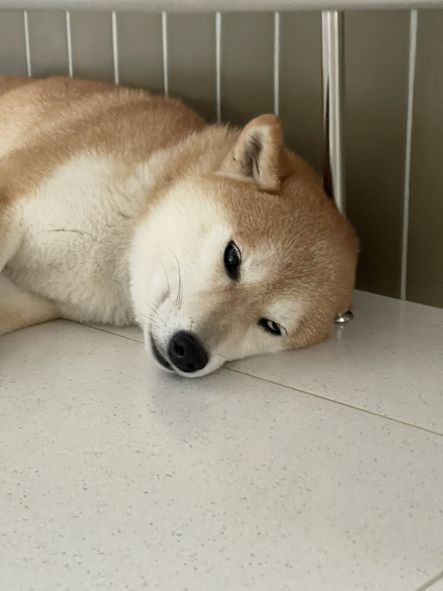 发现了狗子的一个超可爱睡姿