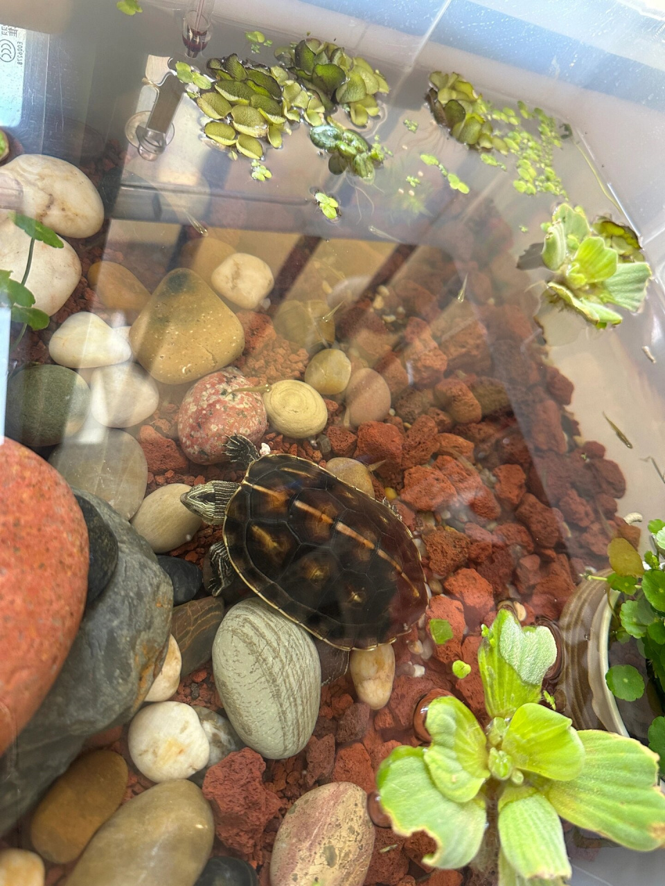 之前那个小小的生态乐园已经满足不了我啦,现在升级到这个宽敞的大缸