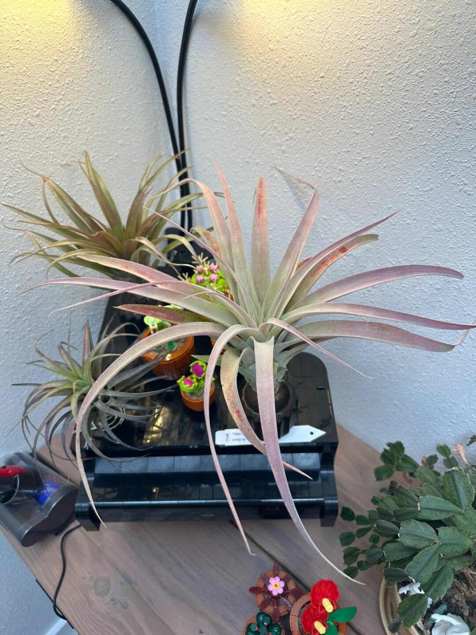 红罗宾颜值显著提升  记得以前的红罗宾,虽然也挺可爱的,但总感觉缺少