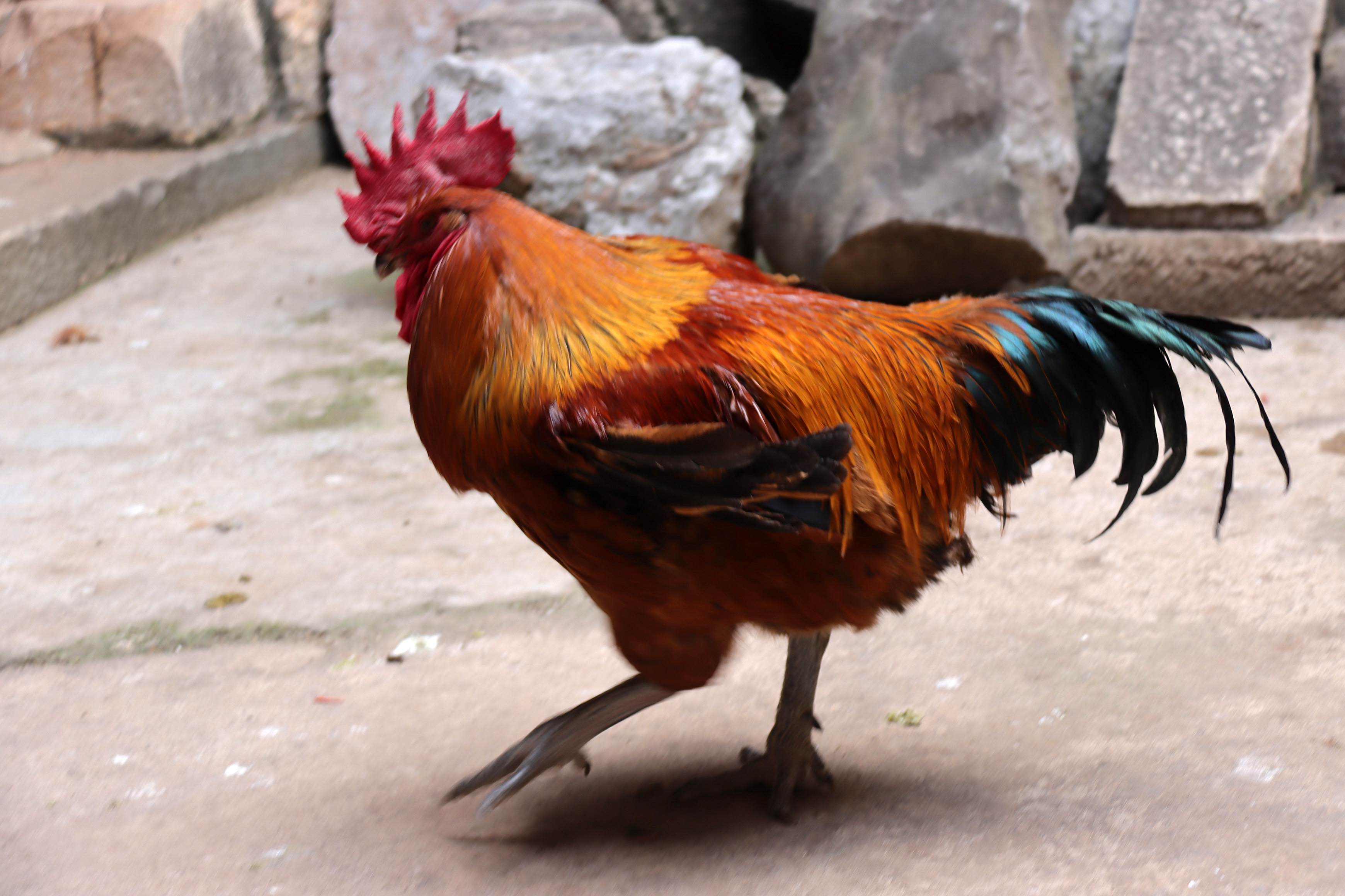 这只公鸡恶得敢戡人.