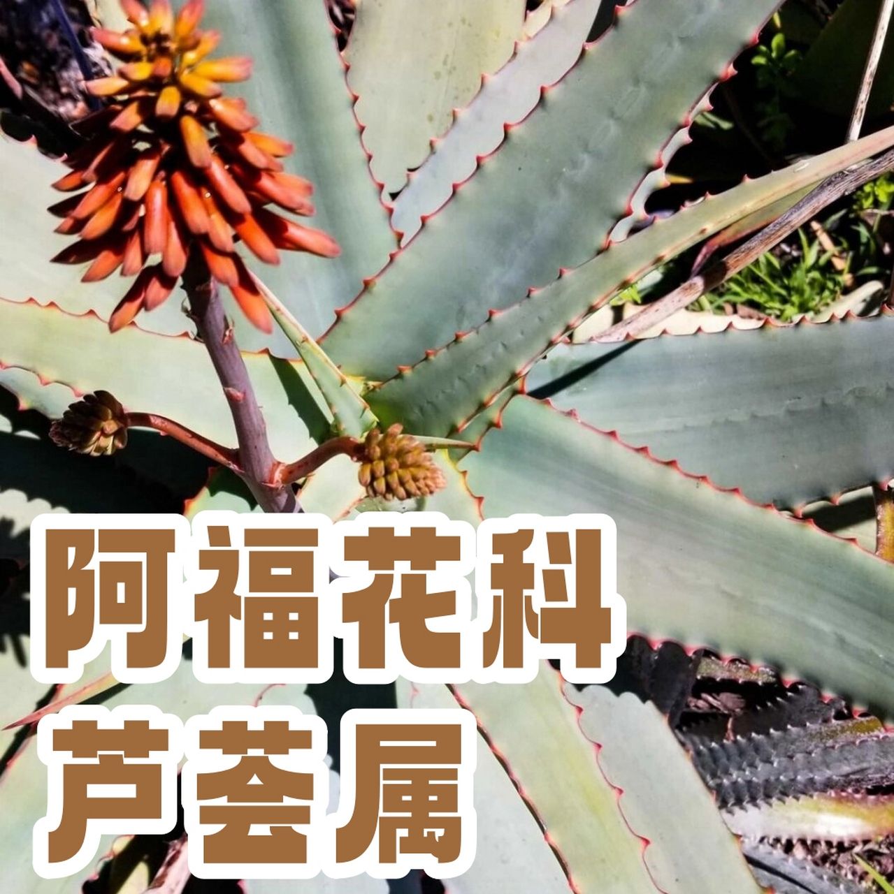 阿福花科 芦荟属   说到阿福花科芦荟属,你是不是已经想到了那些翠绿