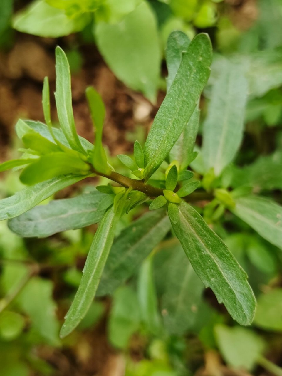 每天认识一种植物—蚊母草  91哈喽小伙伴们,今天来给大家介绍一种