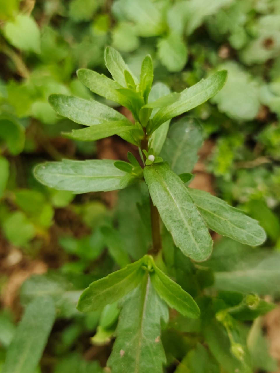 每天认识一种植物—蚊母草  91哈喽小伙伴们,今天来给大家介绍一种