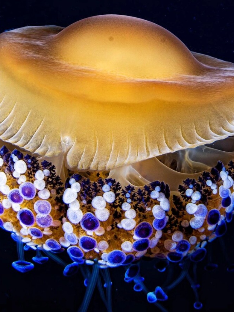 每天认识一种奇妙动物-蛋黄水母  蛋黄水母可真是个神秘又有趣的家伙!