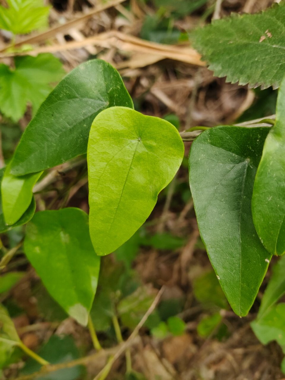 每天认识一种植物—粪箕笃  91学名:stephania longa lour  91