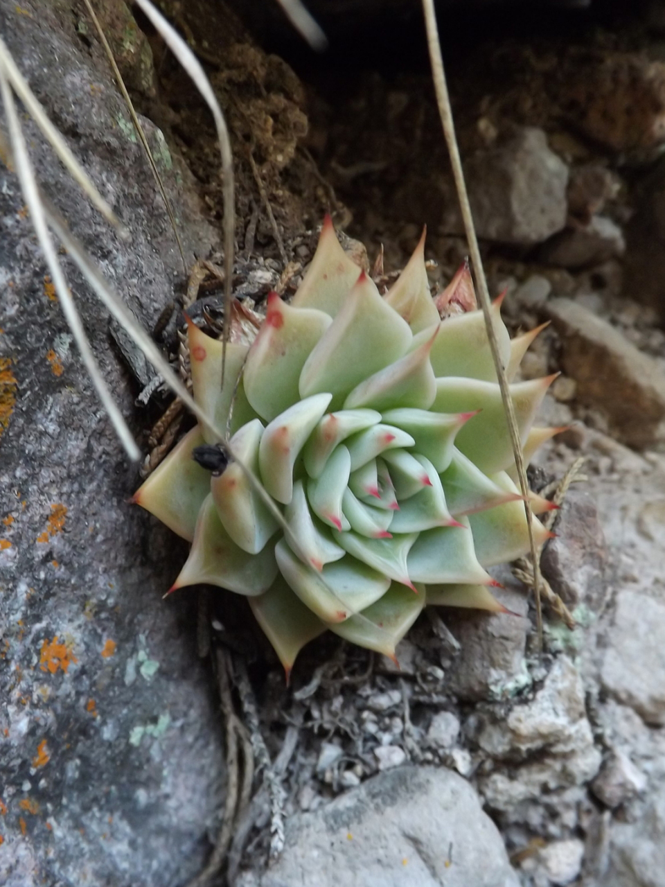 吉娃莲  97中文名:吉娃莲 拉丁文名:echeveria chihuahuaensis 科