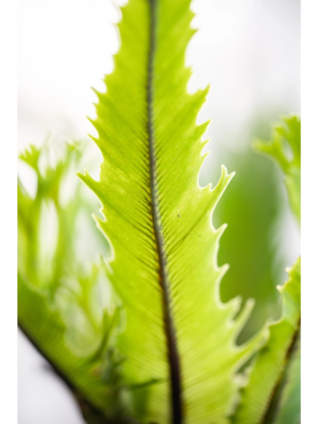 鸟巢蕨本身就是一种极具观赏价值的植物,它的叶片翠绿而饱满