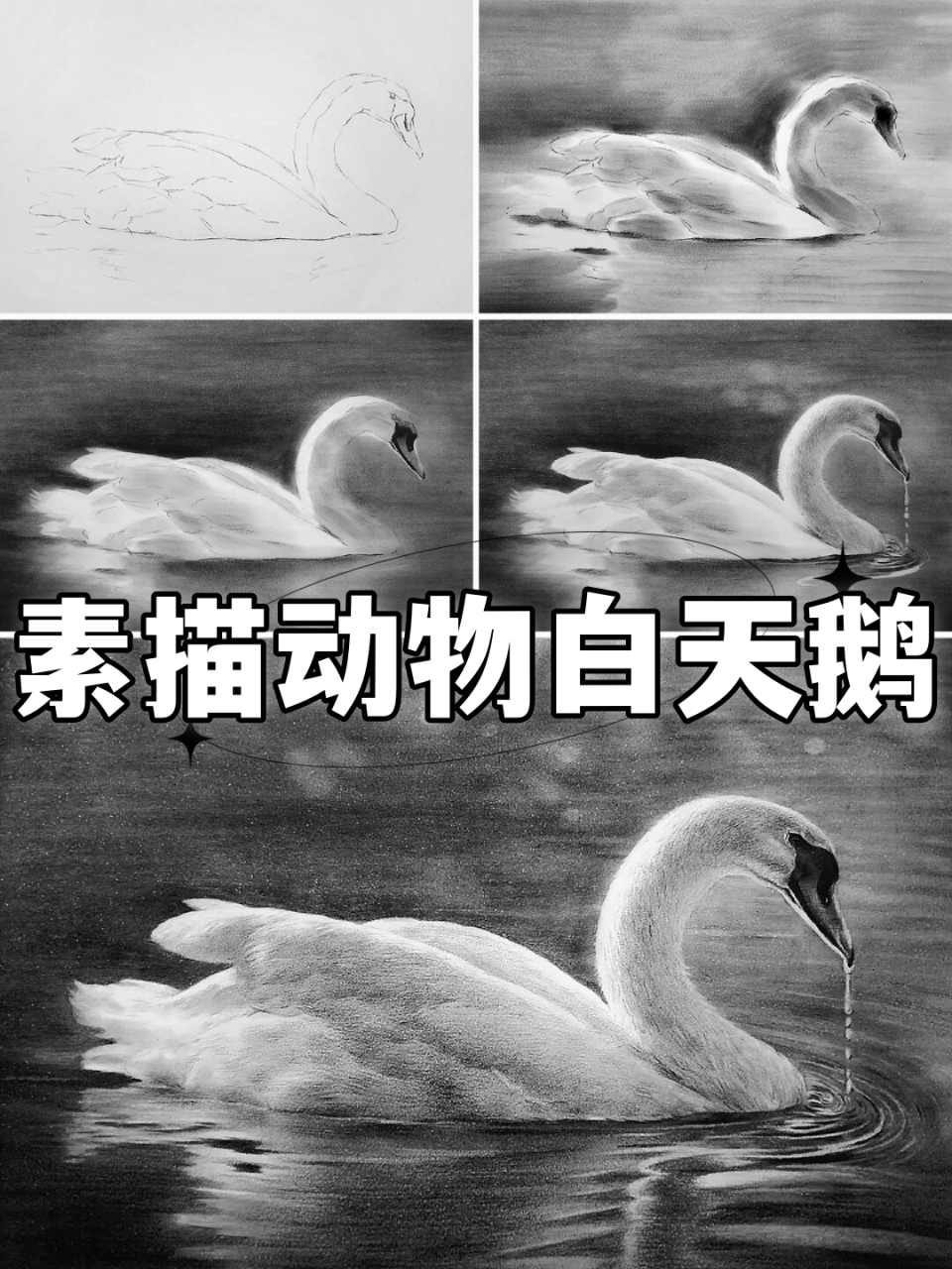 素描动物白天鹅  当我拿起素描笔,准备开始描绘这只美丽的白天鹅时