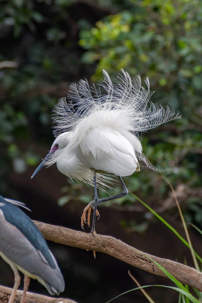 白鹭开屏   06白鹭开屏,那一刹的惊艳,仿佛是大自然亲手绘制的一幅