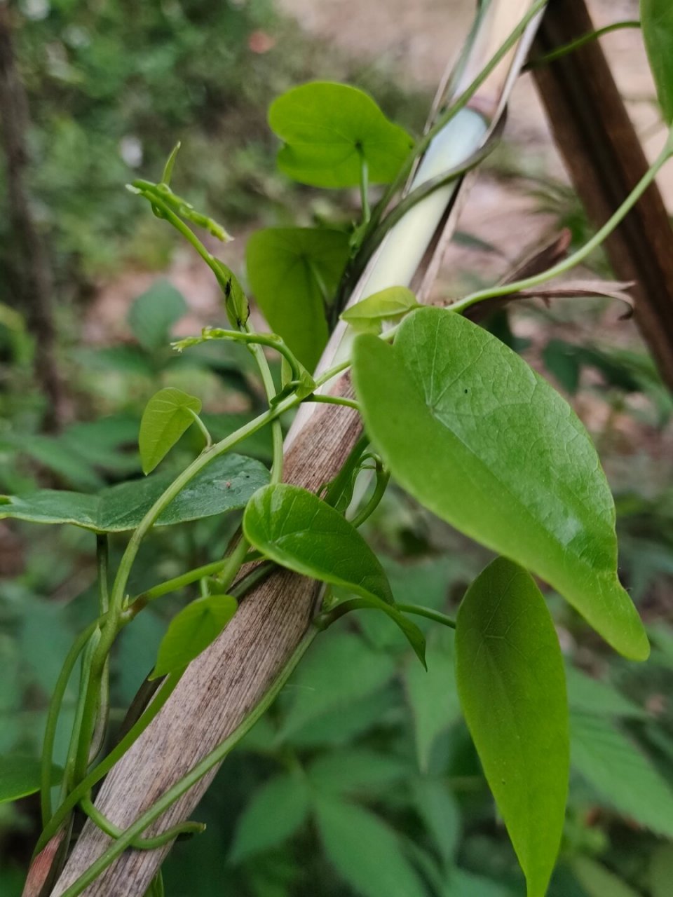 一种植物—粪箕笃  91学名:stephania longa lour  91别名:田鸡草