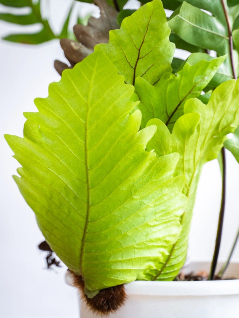 9997  栎叶槲蕨,听起来就很有特色吧?