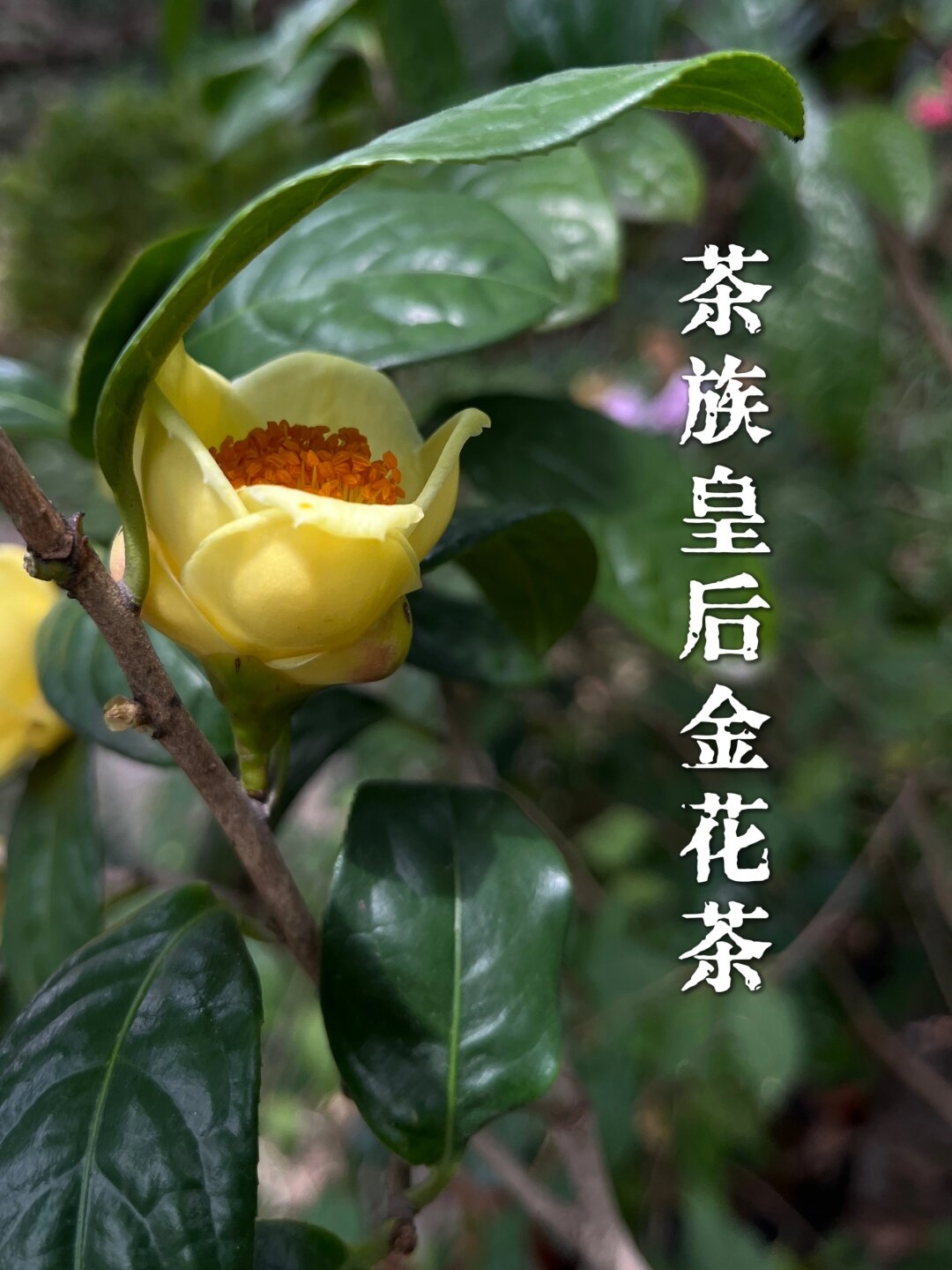 今天我要给大家介绍一款超级棒的花茶