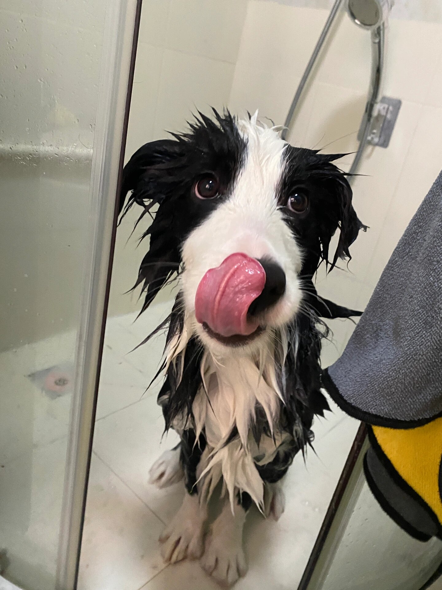 看着狗狗在洗澡后的可爱样子,忍不住笑了起来