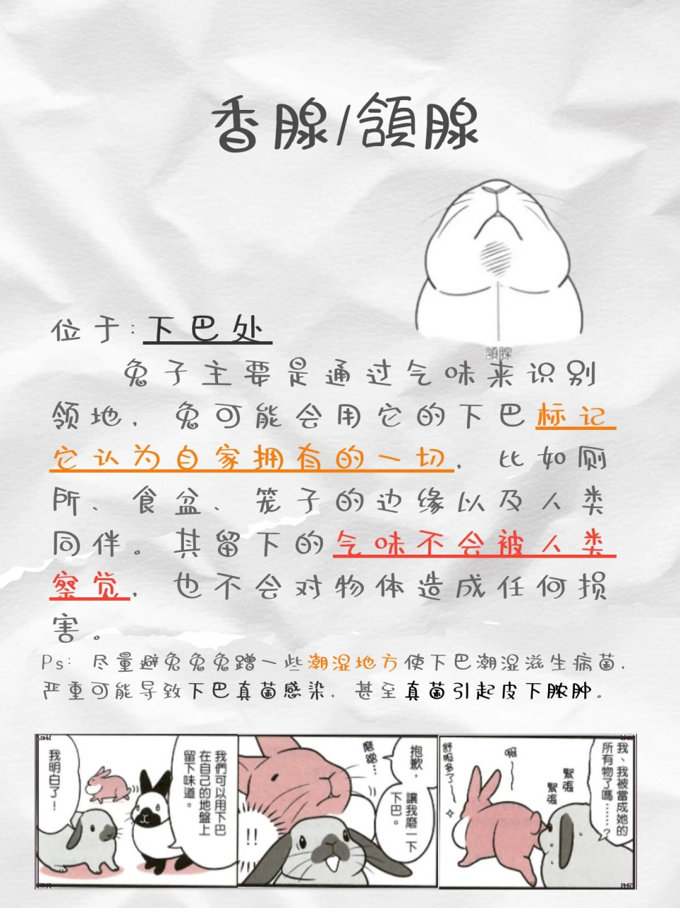 臭腺兔子图片