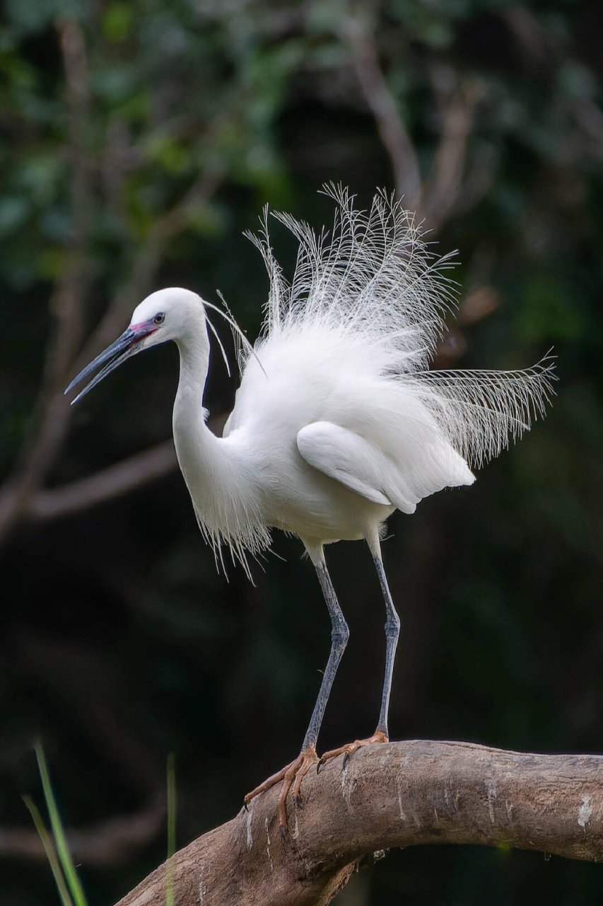 白鹭开屏   06白鹭开屏,那一刹的惊艳,仿佛是大自然亲手绘制的一幅