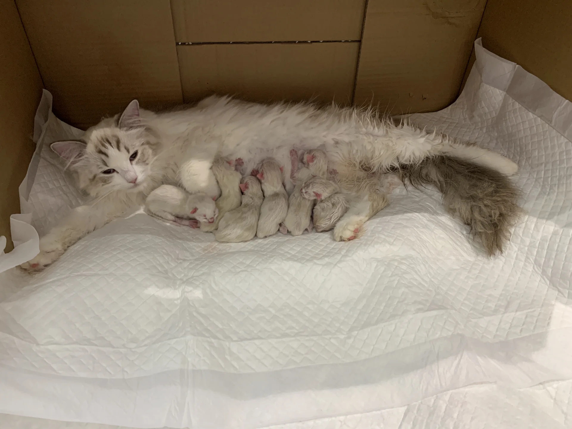 然而,母猫生完后只待了十天就不愿意待了,还把小猫崽都叼到了沙发底下