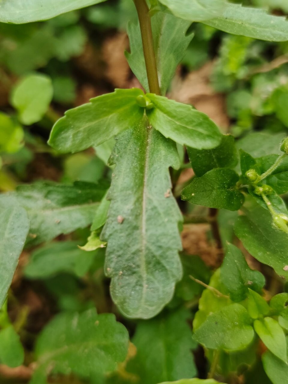 每天认识一种植物—蚊母草  91哈喽小伙伴们,今天来给大家介绍一种