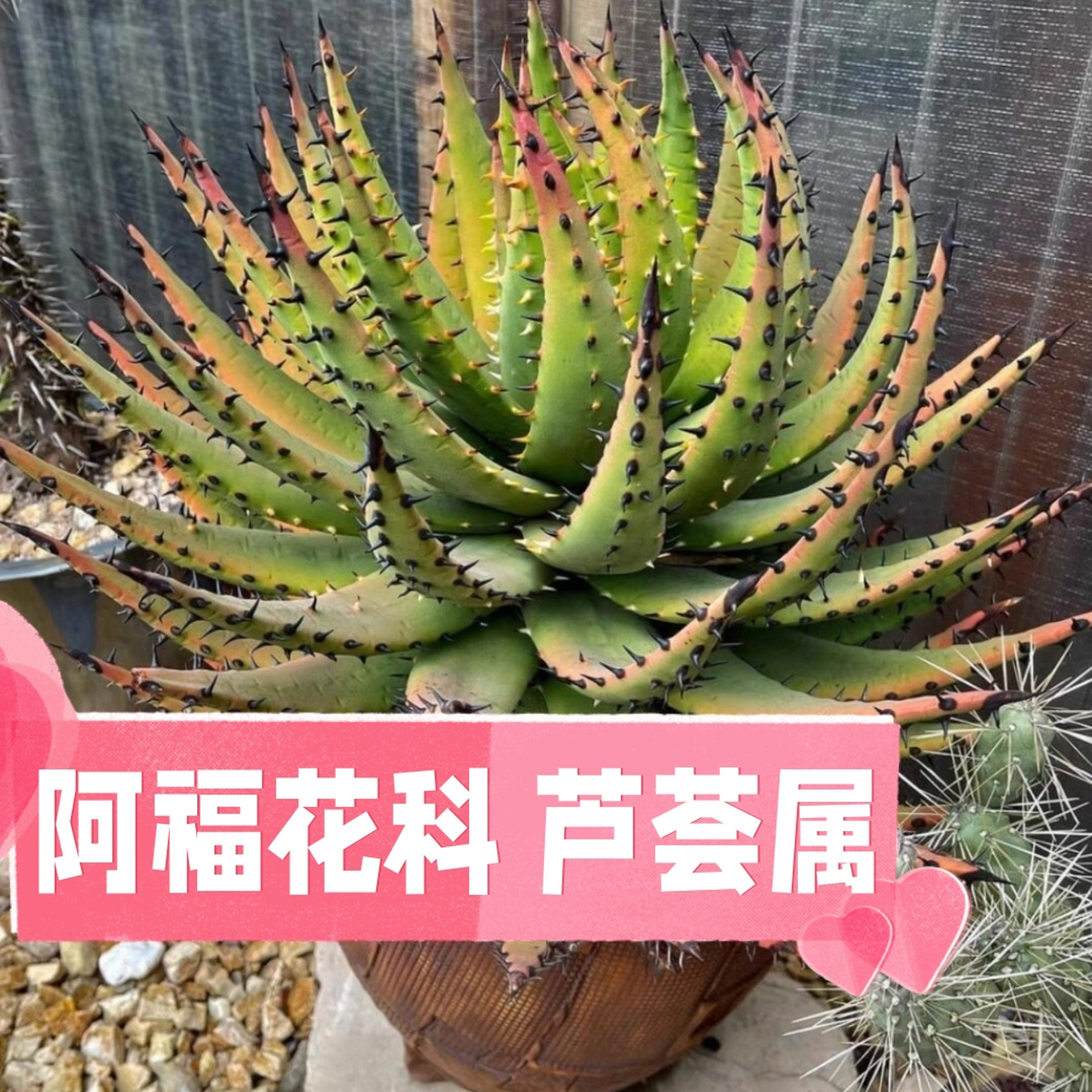 阿福花科 芦荟属  说起芦荟,大家可能都不陌生.但你知道吗?